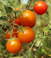 BIO Paradajka kokteilová Primavera - Solanum lycopersicum - bio semená - 7 ks