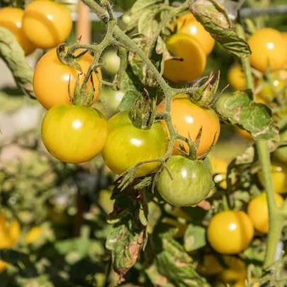 BIO Paradajka Tom Yellow - Solanum lycopersicum - bio semená - 7 ks