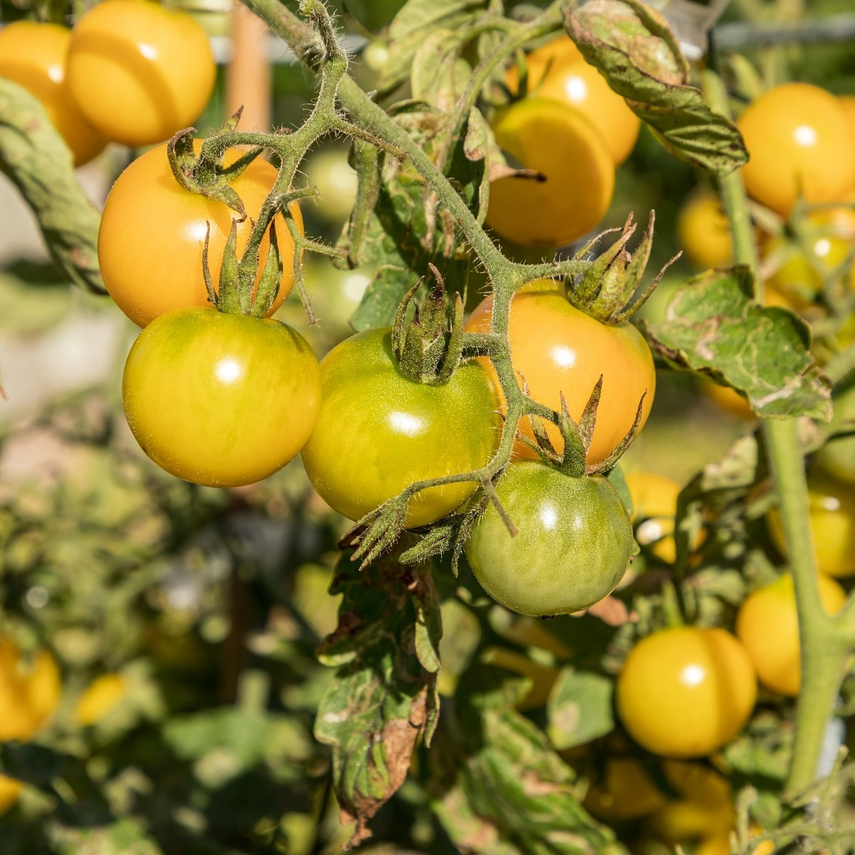 BIO Paradajka Tom Yellow - Solanum lycopersicum - bio semená - 7 ks