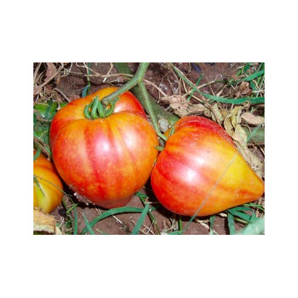Rajče ruské oranžové - semena Rajčat - 6 ks