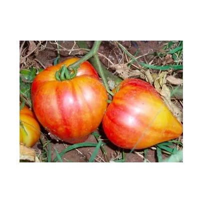 Paradajka ruská oranžová - semená - 6 ks
