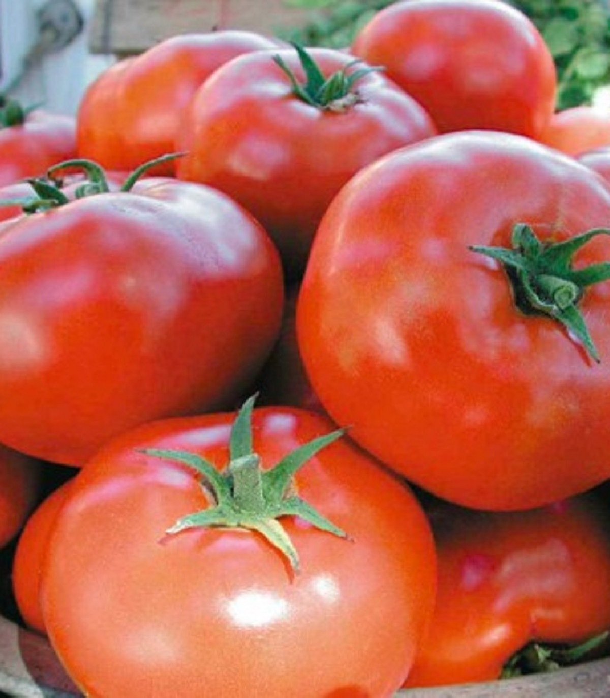 Rajče Legenda - semena Rajčat - původní odrůdy rajčat - 6 ks