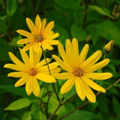 Topinambur červený Violet de rennes - Helianthus tuberosus - Kiepenkerl - voľnokorenné sadenice topinamburu 1 ks