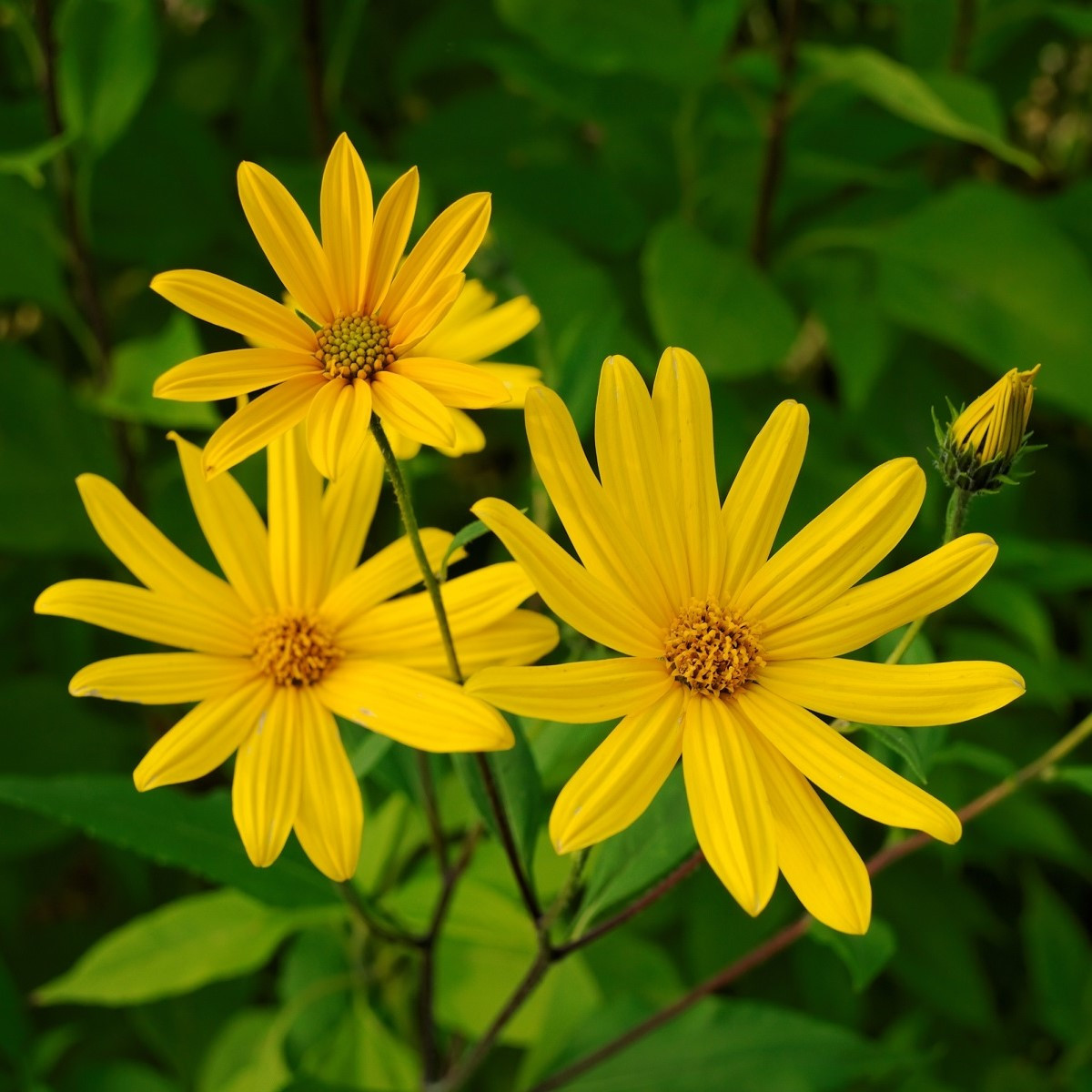Topinambur červený Violet de rennes - Helianthus tuberosus - Kiepenkerl - voľnokorenné sadenice topinamburu 1 ks