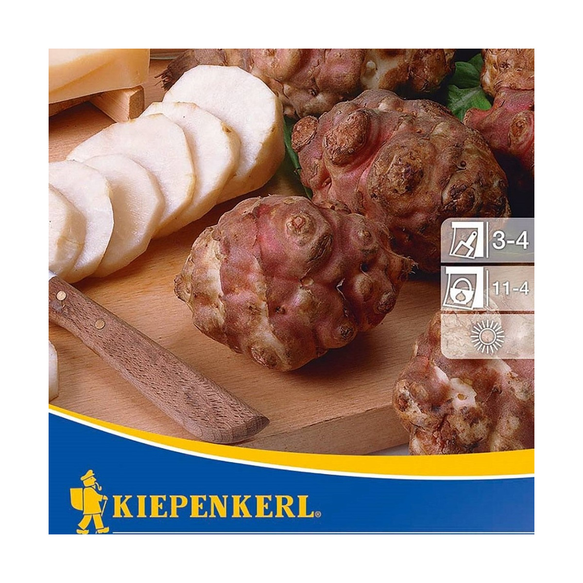 Topinambur červený Violet de rennes - Helianthus tuberosus - Kiepenkerl - voľnokorenné sadenice topinamburu 1 ks