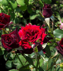 Ruža veľkokvetá pnúca tmavočervená - Rosa - voľnokorenné sadenice ruže - 1 ks