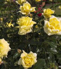 Ruža veľkokvetá pnúca žltá - Rosa - voľnokorenné sadenice ruže - 1 ks