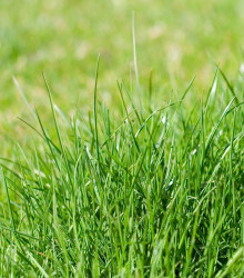 Chytrý trávnik 3 v 1 - aquagel - osivo - hnojivo - 0,5 x 10 m