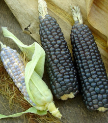 Kukurica Negrocine - Zea mays - semená - 15 ks