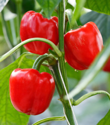 Paprika Snack Red  - Capsicum annuum - semená paprík - 6 ks