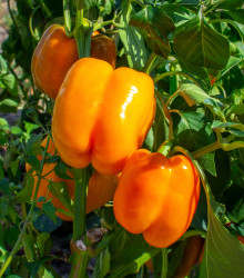 Paprika Snack Orange - Capsicum annuum - semená paprík - 6 ks