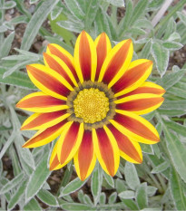 Gazánia Siesta Yellow Flame F1 - Gazania rigens - semená - 20 ks