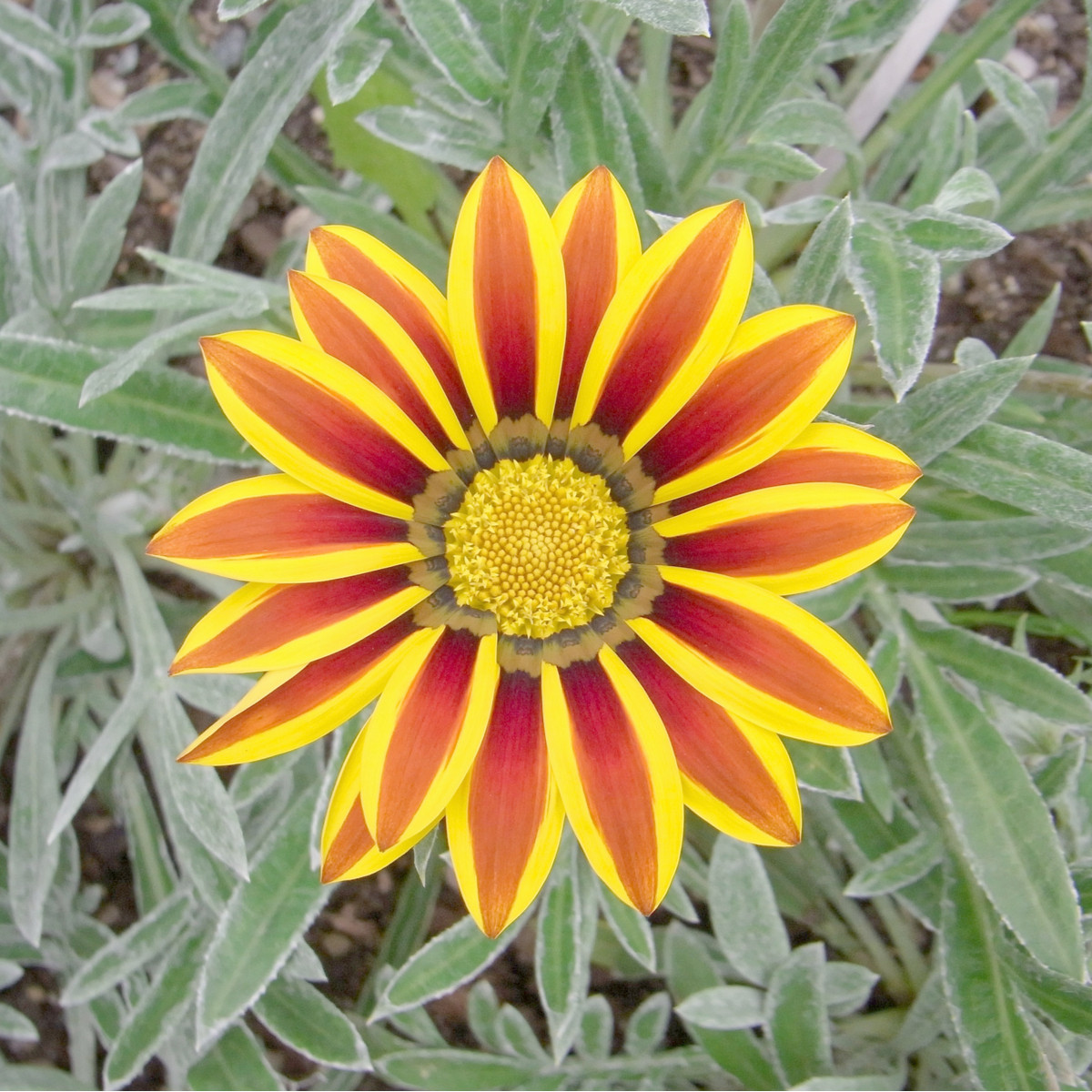 Gazánia Siesta Yellow Flame F1 - Gazania rigens - semená - 20 ks
