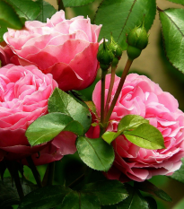 Ruža veľkokvetá pnúca ružová - Rosa - voľnokorenné sadenice ruže - 1 ks