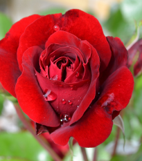 Ruža veľkokvetá pnúca červená - Rosa - voľnokorenné sadenice ruže - 1 ks