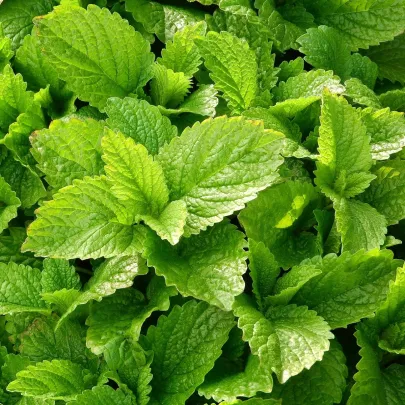 BIO Medovka citrónová - Melissa officinalis - bio semená - 30 ks