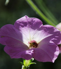 Petúnia velkokvetá nízka - Petunia hybrida nana - semená - 0,1 g