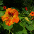 BIO Kapucínka Nasturtium - Tropaeolum majus odor. - bio semená - 10 ks