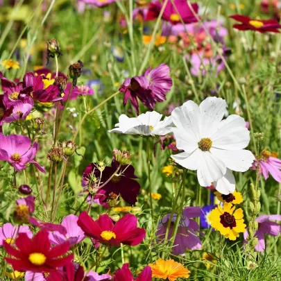 Lednická radosť - Černý BioPro - lúčna zmes - 20 g