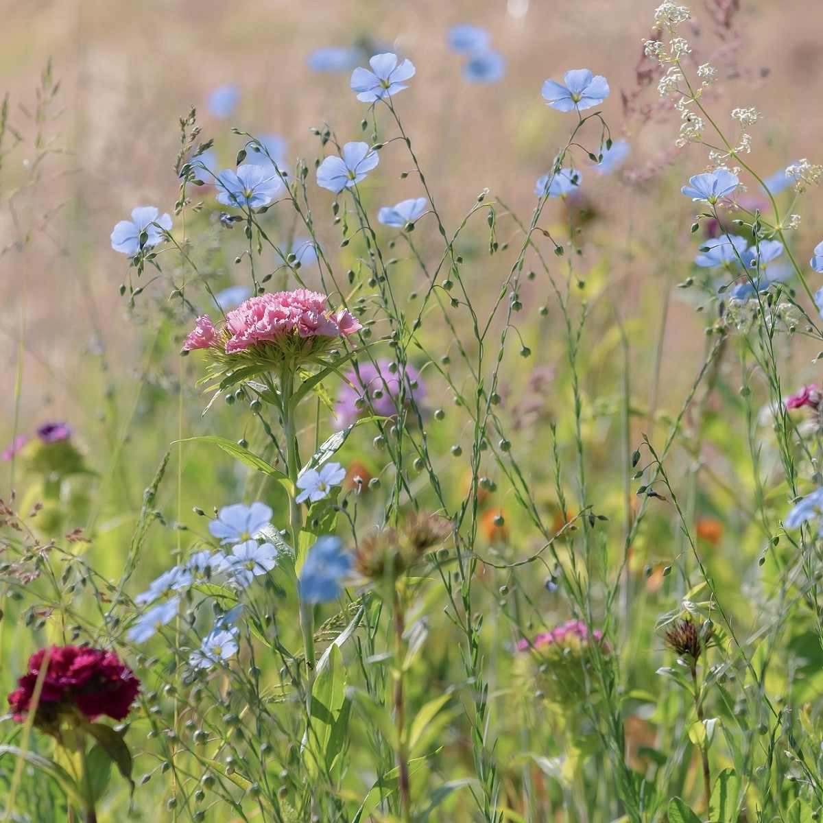 Modrá lúka Zvončeková - Planta Naturalis - lúčna zmes - 50 g