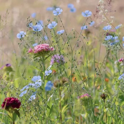 Modrá lúka Zvončeková - Planta Naturalis - lúčna zmes - 10 g
