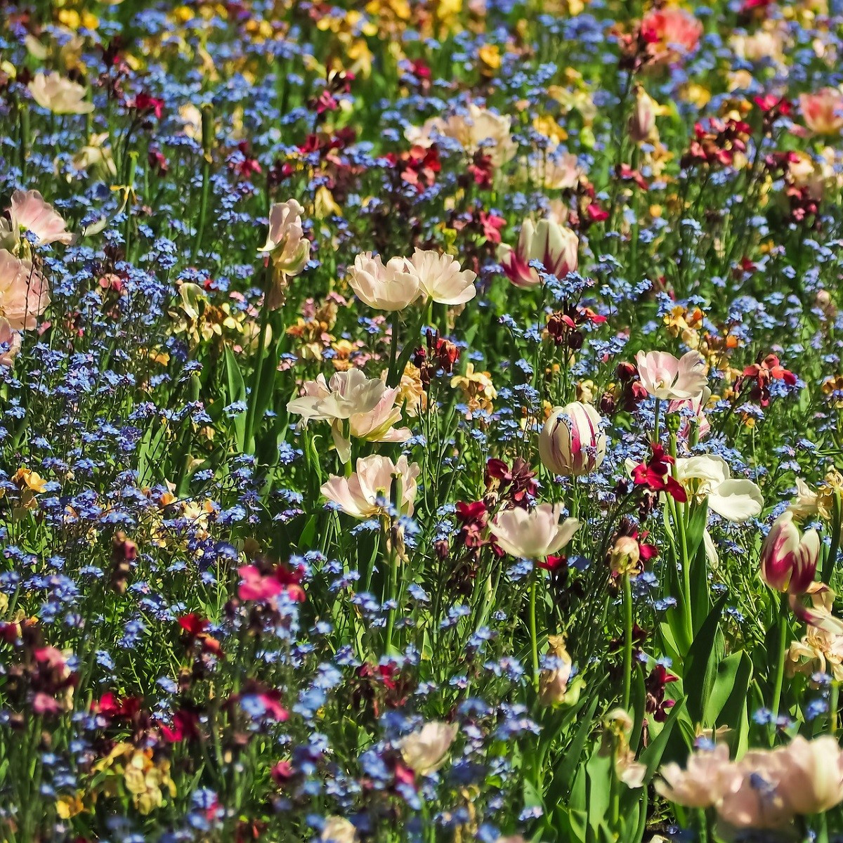 Lúka pre motýle - Planta Naturalis - lúčna zmes - 40 g