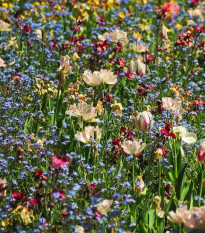 Lúka pre motýle - Planta Naturalis - lúčna zmes - 10 g