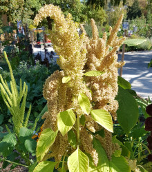 Láskavec Autumn Touch - Amaranthus caudatus - semená láskavca - 270 ks
