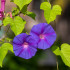 BIO Povojník fialový - Ipomoea purpurea - semená - 30 ks