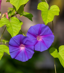 BIO Povojník purpurový - Ipomoea purpurea - semená - 15 ks
