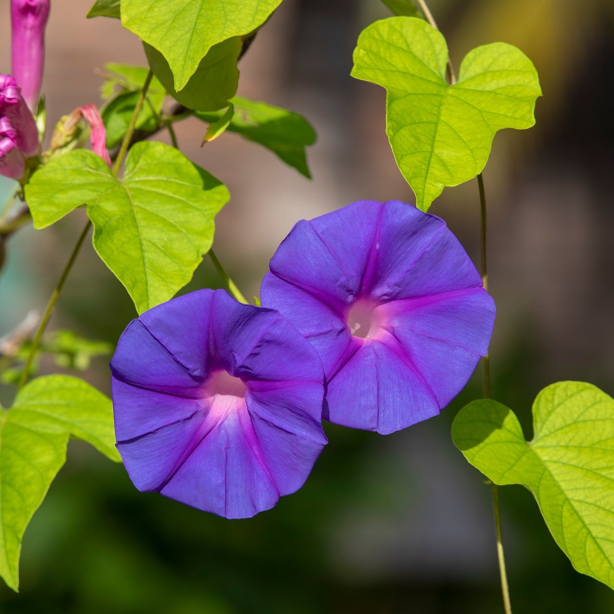 BIO Povojník fialový - Ipomoea purpurea - semená - 30 ks