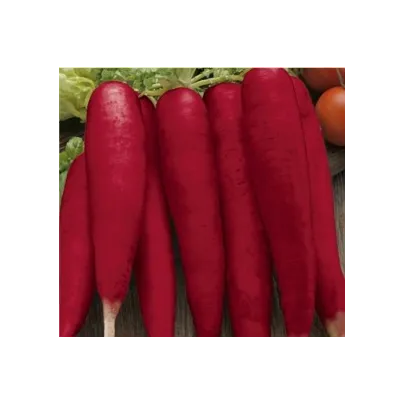 Reďkovka Rosa - Raphanus sativus - semená - 1,5 g