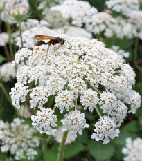 Mrkva Wildform - Daucus carota - semená - 250 ks
