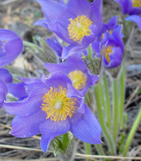 Poniklec alpínsky Bells Violet - Pulsatilla alpina - semená - 20 ks