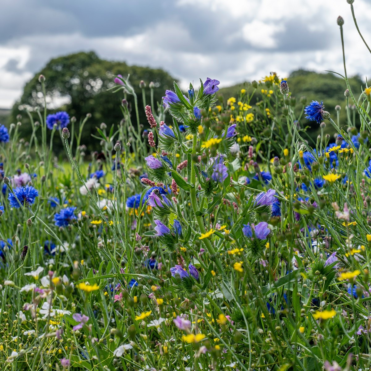 Strešná záhrada - Planta Naturalis - lúčna zmes - 40 g