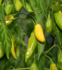 Chilli Lemon Drop - Capsicum baccatum - semená - 7 ks