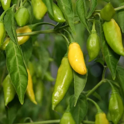 Chilli Lemon Drop - Capsicum baccatum - semená - 7 ks