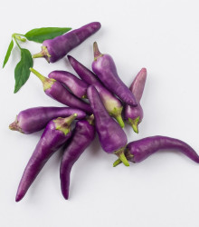 Chilli Jalapeno fialové - Capsicum annuum - semená chilli - 6 ks