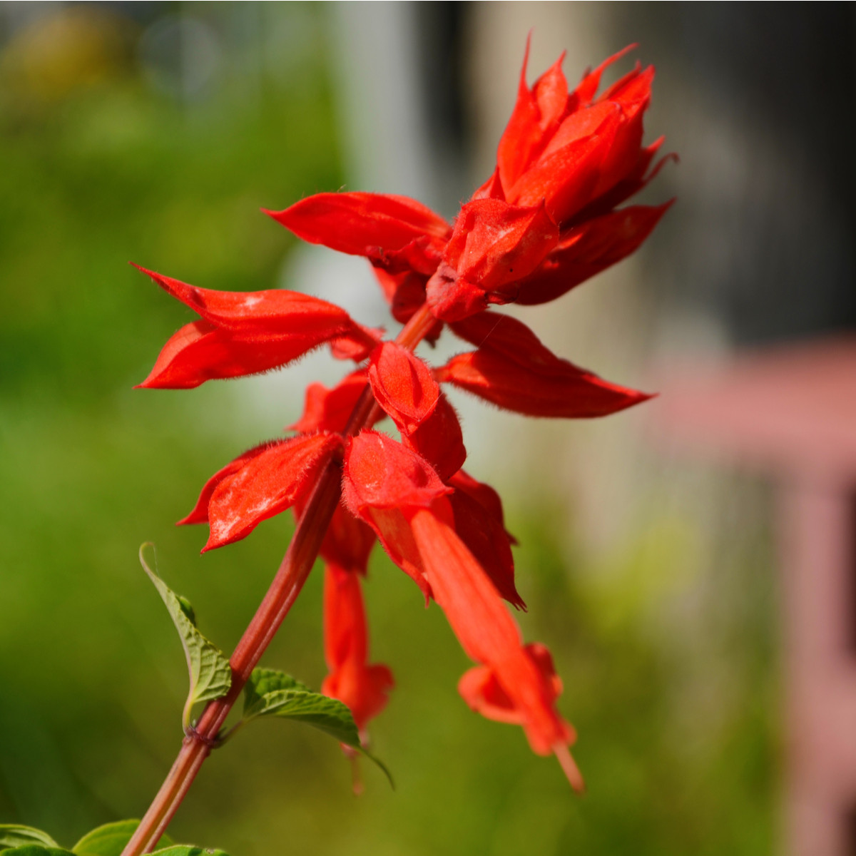 Šalvia šarlátová Lady in Red - Salvia coccinea - semená - 10 ks