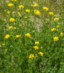 Ľadenec rožkatý - Lotus corniculatus - semená - 100 ks
