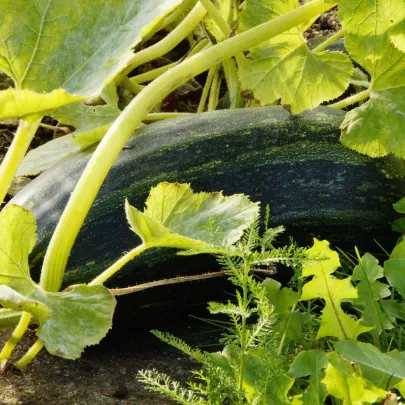 Cuketa Striato D Italia - Cucurbita Pepo - semená - 8 ks