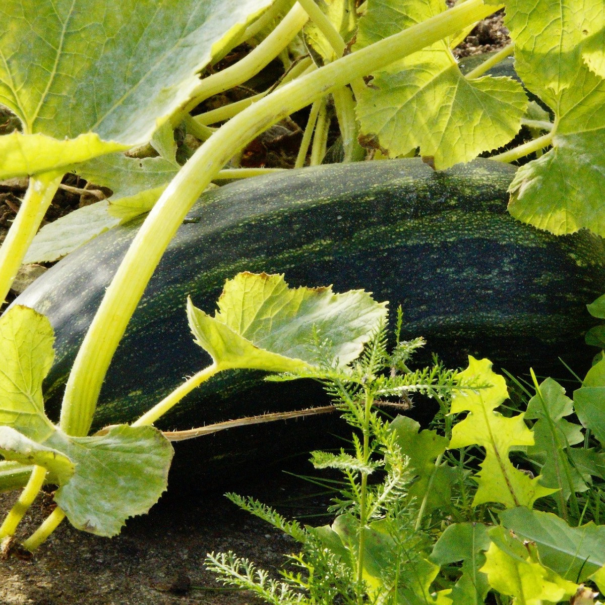 Cuketa Striato D Italia - Cucurbita Pepo - semená - 8 ks