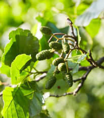 Jelša sivá - Alnus incana - semená - 8 ks