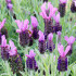 Levanduľa korunkatá - Lavandula stoechas - semená - 20 ks