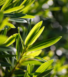 Black Tea Tree - Melaleuca bracteata - semená čajovníku - 20 ks
