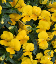 Sirôtka previsnutá Cool Wave Golden Yellow F1 - Viola x wittrockiana - semena sirôtky - 10 ks