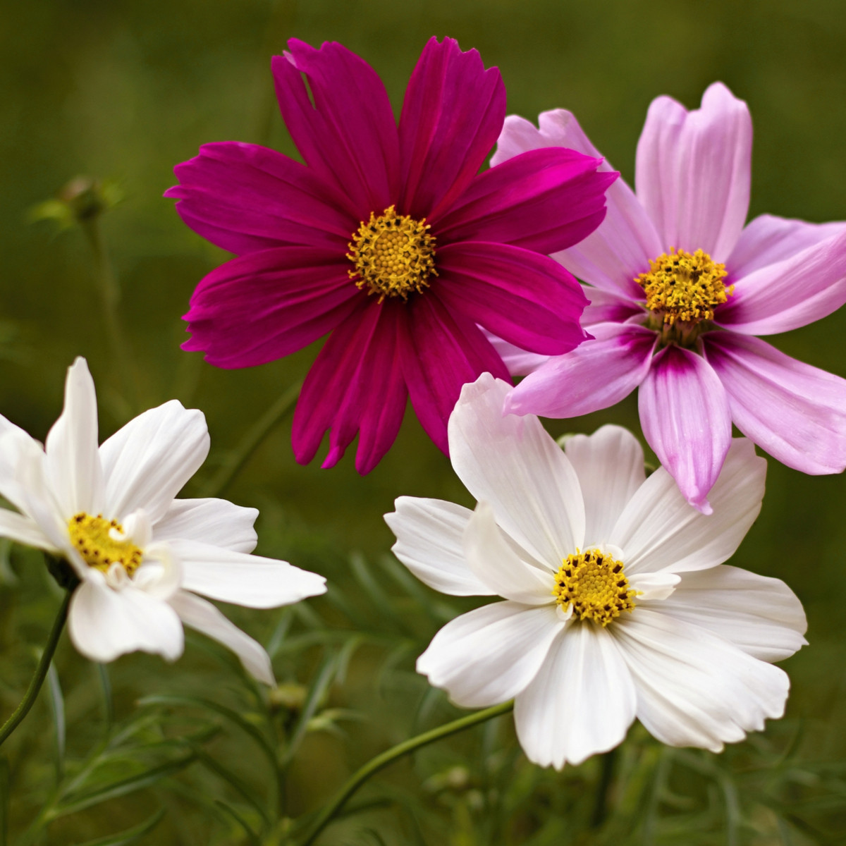 Krasuľka perovitá Sonata - Cosmos bipinnatus - semená - 20 ks