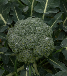 Brokolica Apolena F1 - Brassica oleracea L. - semená - 30 ks