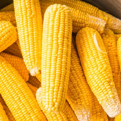 Kukurica cukrová Elan F1 - Zea mays - semená - 50 ks