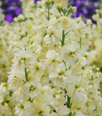 Fiala letná Anytime Yellow - Matthiola incana - semená - 60 ks